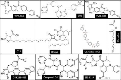 Corrigendum: Pathogenetic, Prognostic, and Therapeutic Role of Fatty Acid Synthase in Human Hepatocellular Carcinoma